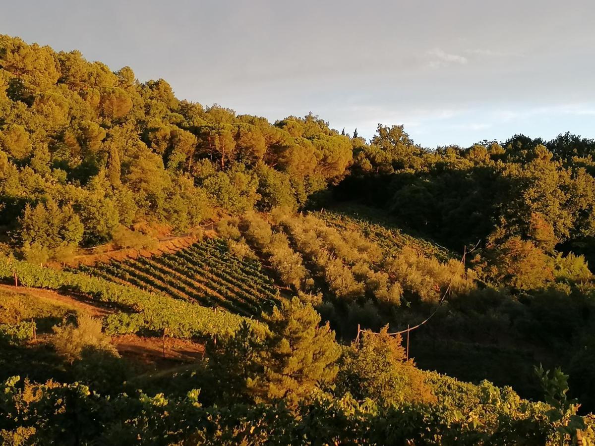 Вилла Agriturismo Poggio All'Olmo Греве-ин-Кьянти Экстерьер фото