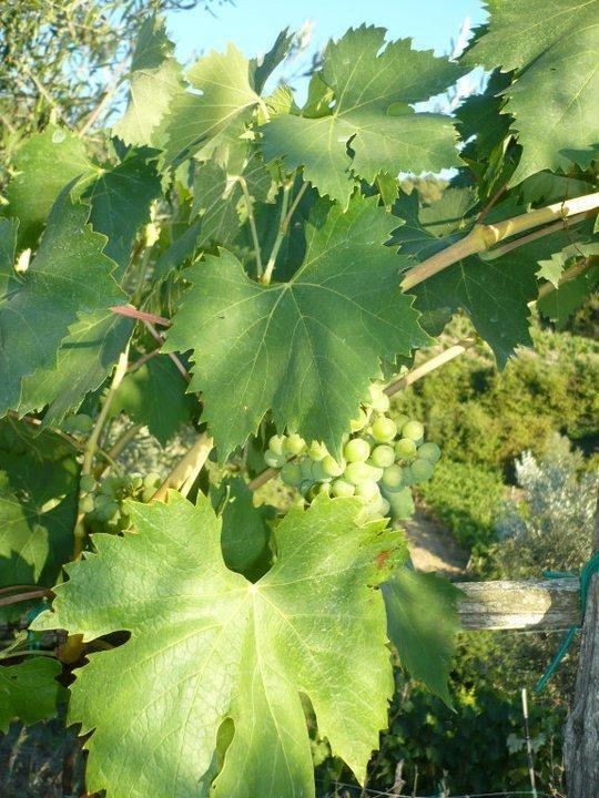 Вилла Agriturismo Poggio All'Olmo Греве-ин-Кьянти Экстерьер фото